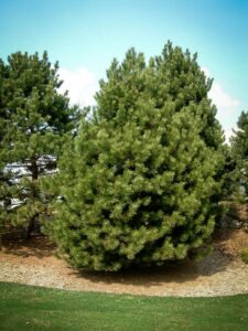 Сосна Чёрная (Pinus Nigra) купить по цене от 270.00р. в интернет-магазине «Посадика» с доставкой почтой в в Белоозерскийе и по всей России – [изображение №1].