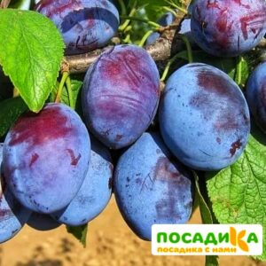 Слива Чачакская ранняя купить по цене от 229.00р. в интернет-магазине «Посадика» с доставкой почтой в в Белоозерскийе и по всей России – [изображение №1].