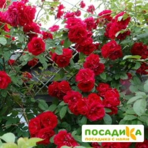Роза плетистая Амадеус купить по цене от 399.00р. в интернет-магазине «Посадика» с доставкой почтой в в Белоозерскийе и по всей России – [изображение №1].