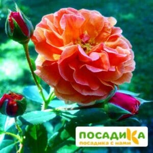 Роза Арабия купить по цене от 350.00р. в интернет-магазине «Посадика» с доставкой почтой в в Белоозерскийе и по всей России – [изображение №1].