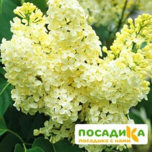 Сирень Примроуз (Primrose) купить по цене от 529.00р. в интернет-магазине «Посадика» с доставкой почтой в в Белоозерскийе и по всей России – [изображение №1].