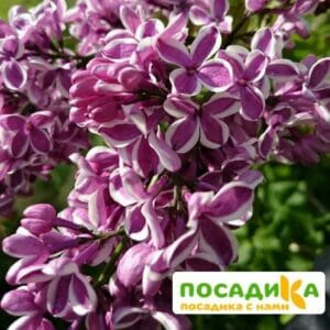 Сирень Сенсация купить по цене от 529.00р. в интернет-магазине «Посадика» с доставкой почтой в в Белоозерскийе и по всей России – [изображение №1].