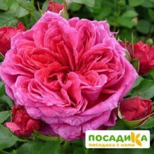 Шраб Роза Соул купить по цене от 390.00р. в интернет-магазине «Посадика» с доставкой почтой в в Белоозерскийе и по всей России – [изображение №1].