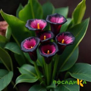 Калла Аура Лейс купить по цене от 400р. в интернет-магазине «Посадика» с доставкой почтой в в Белоозерскийе и по всей России – [изображение №1].
