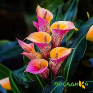 Калла Оникс купить по цене от 450р. в интернет-магазине «Посадика» с доставкой почтой в в Белоозерскийе и по всей России – [изображение №1].