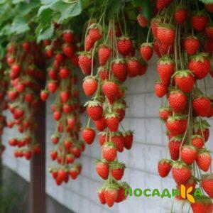 Клубника вьющаяся Комплимент купить по цене от 470р. в интернет-магазине «Посадика» с доставкой почтой в в Белоозерскийе и по всей России – [изображение №1].