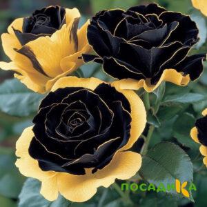 Роза Ханни Сикл купить по цене от 700р. в интернет-магазине «Посадика» с доставкой почтой в в Белоозерскийе и по всей России – [изображение №1].