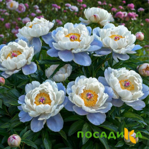 Пион акварельный Этюд купить по цене от 806р. в интернет-магазине «Посадика» с доставкой почтой в в Белоозерскийе и по всей России – [изображение №1].
