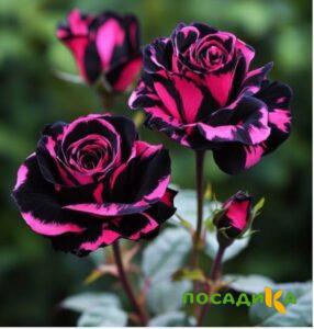 Роза Багровый Шепот купить по цене от 366р. в интернет-магазине «Посадика» с доставкой почтой в в Белоозерскийе и по всей России – [изображение №1].