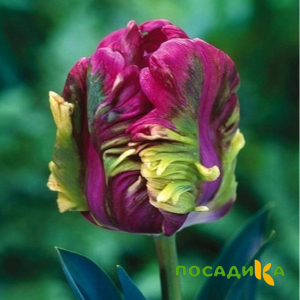 Тюльпан Экзотик Хэвен купить по цене от 186р. в интернет-магазине «Посадика» с доставкой почтой в в Белоозерскийе и по всей России – [изображение №1].